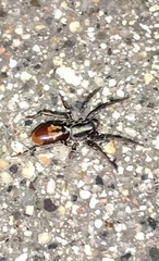 Castianeira occidens