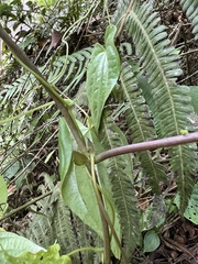 Tiliifolia