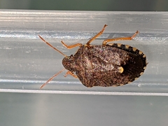 Holcostethus abbreviatus