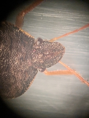 Holcostethus abbreviatus