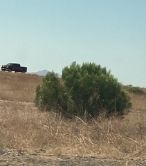 Baccharis sarothroides