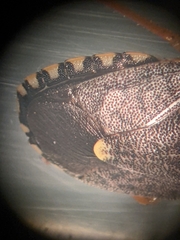 Holcostethus abbreviatus