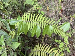 Passiflora alnifolia