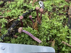 Laccaria masoniae