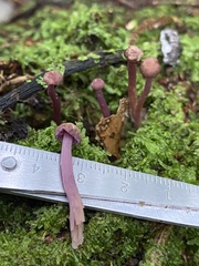 Laccaria masoniae