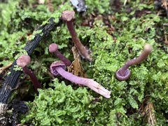 Laccaria masoniae