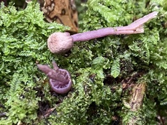 Laccaria masoniae