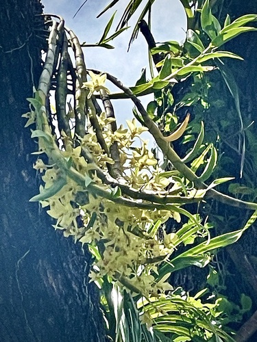 Dendrobium rhombeum