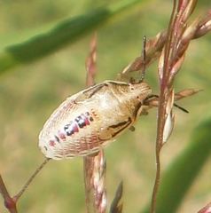 Oebalus