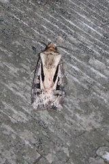 Agrotis vancouverensis