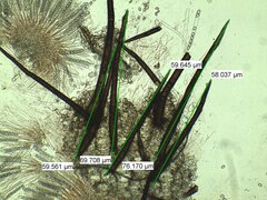 Scutellinia olivascens