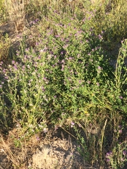 Medicago sativa