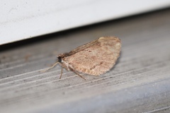 Stamnoctenis pearsalli