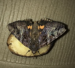 Catocala muliercula