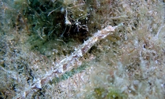 Halicampus edmondsoni