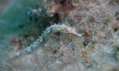 Halicampus edmondsoni