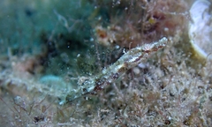 Halicampus edmondsoni