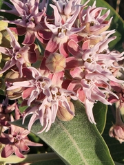 Asclepias speciosa