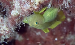 Priolepis aureoviridis