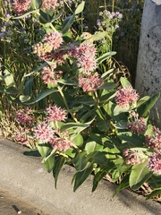 Asclepias speciosa