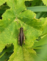 Megaulacobothrus aethalinus