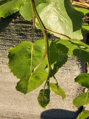 Populus deltoides