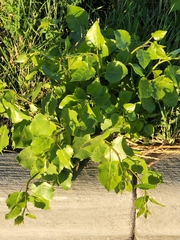 Populus deltoides
