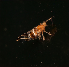 Bactericera maculipennis