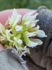 Glycyrrhiza lepidota