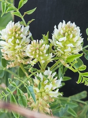 Glycyrrhiza lepidota