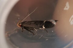 Anacampsis lupinella
