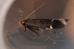 Anacampsis lupinella