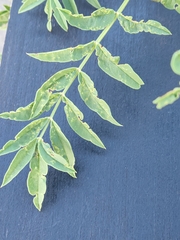 Glycyrrhiza lepidota