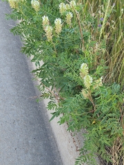 Glycyrrhiza lepidota