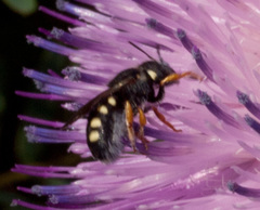 Pseudoanthidium nanum