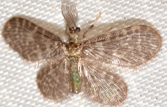 Nallachius americanus