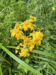 Packera schweinitziana