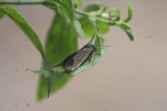 Ctenucha venosa