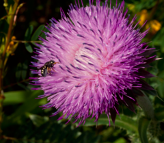 Pseudoanthidium nanum