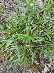 Helianthus longifolius