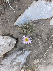 Erigeron clokeyi