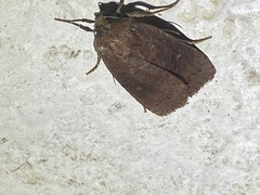 Pseudorthodes