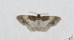Hydrelia condensata