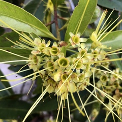 Xanthostemon chrysanthus