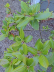 Rhododendron × hybridum