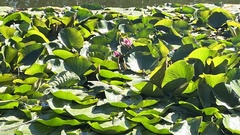 Nelumbonaceae