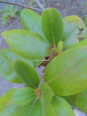 Rhododendron × hybridum