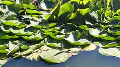 Nelumbonaceae