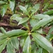 Pittosporum bicolor × undulatum - Photo (c) Ree, alguns direitos reservados (CC BY-NC), uploaded by Ree