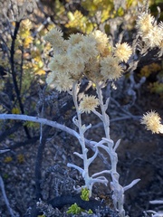 Pseudognaphalium sandwicensium